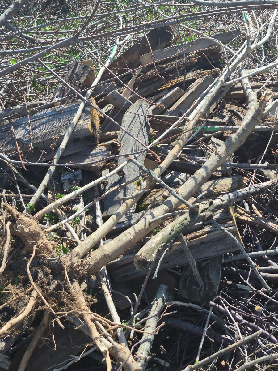 Yard Waste Violation